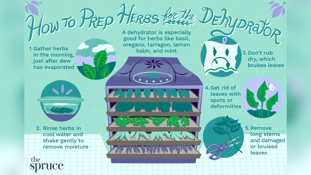 Drying Herbs in a Dehydrator
